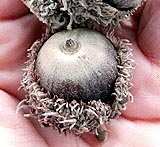 a picutre of the fruit of a bur oak tree, which is an acorn