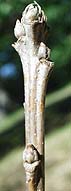 a picture of the twig of a bur oak tree