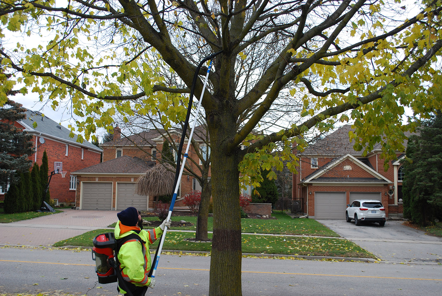 Man removing LDD egg masses from Tree