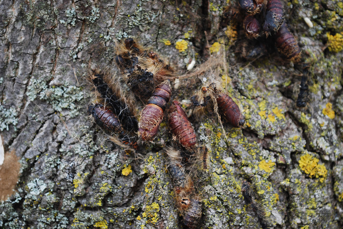 LDD Moths in Pupae/Cocoon Phase