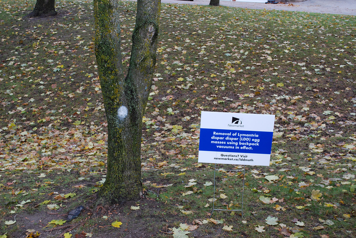 Tree with white dot and sign in front of it