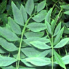 Image of Ash Tree Leaves - finely toothed leaflets