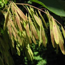 Ash Tree Leaves - Oar Shaped Leaves in Clusters