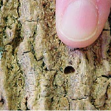 Image of Dying Ash Tree - D Shaped exit holes with a finger point at it