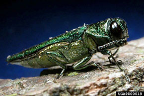 Photo of of the Emerald Ash Borer Bug