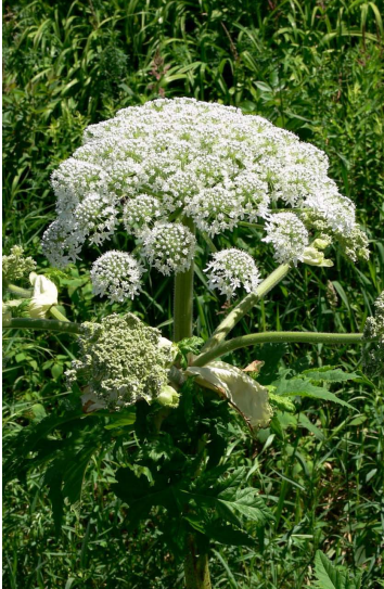 Giant Hogweed